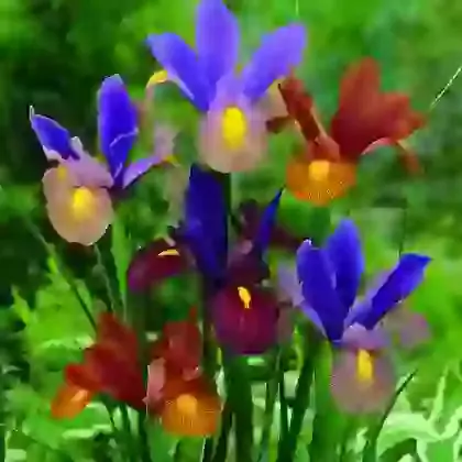 Iris